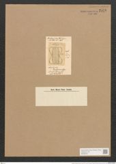 Amphiprora brebissoniana Grev. (de-Toni-Nr.: Genus 29, Species 1356) Zeichnungen Sammlung Grunow Nr. 2576 (NHMW-BOT-W0369761)